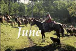 The Rangeland Art of Patrick Landes