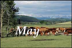 The Rangeland Art of Patrick Landes